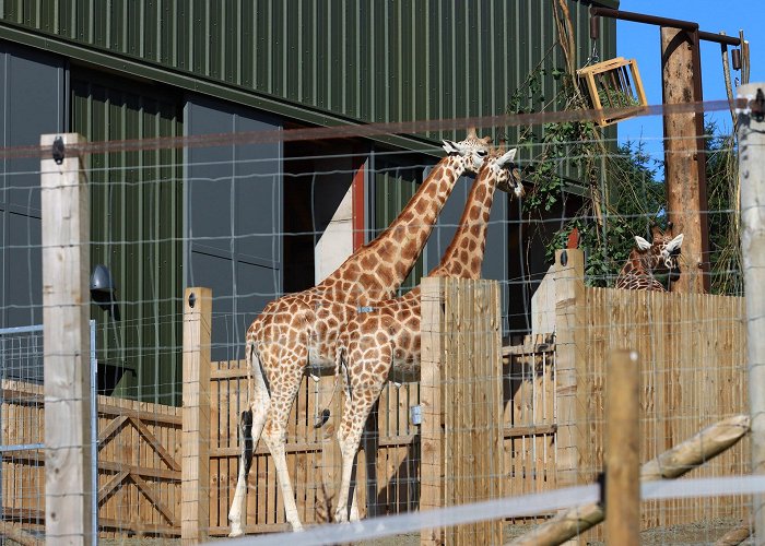 Edinburgh Zoo photo