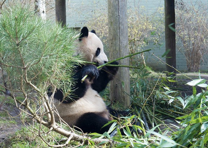 Edinburgh Zoo photo