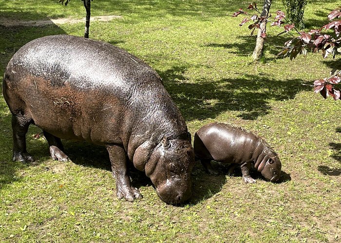 Edinburgh Zoo photo