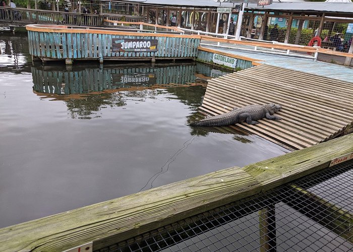 Gatorland photo