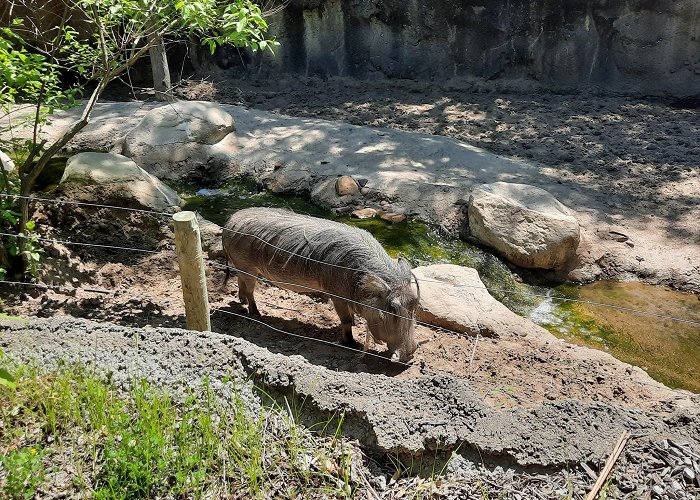 Kansas City Zoo photo