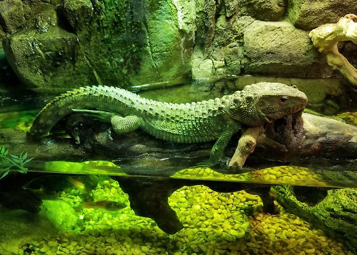 San Antonio Aquarium photo