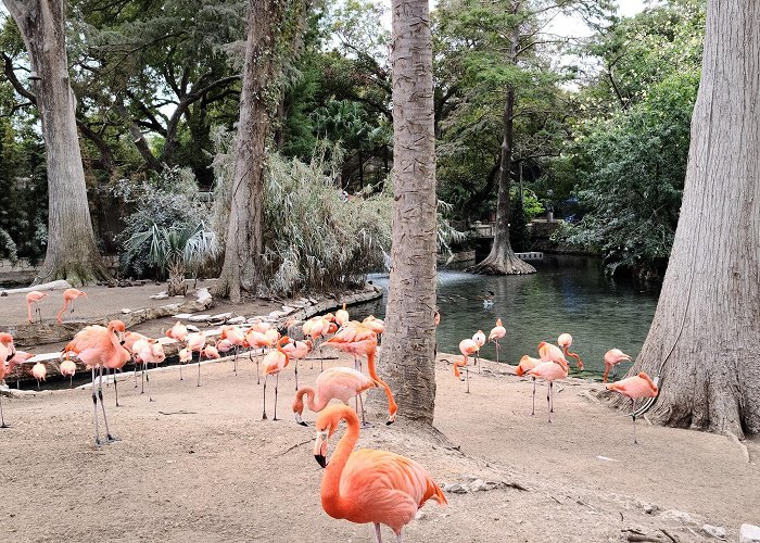 San Antonio Zoo and Aquarium photo