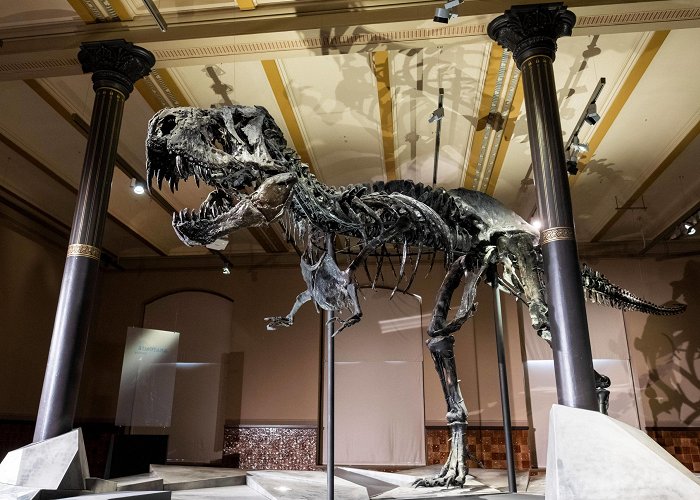 Naturhistorisches Museum Museum für Naturkunde: Geschichte, Ausstellungen und Tyrannosaurus photo