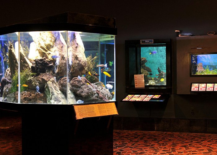 Aquarium Museum The Aquarium • The Aquarium • Fishipedia photo