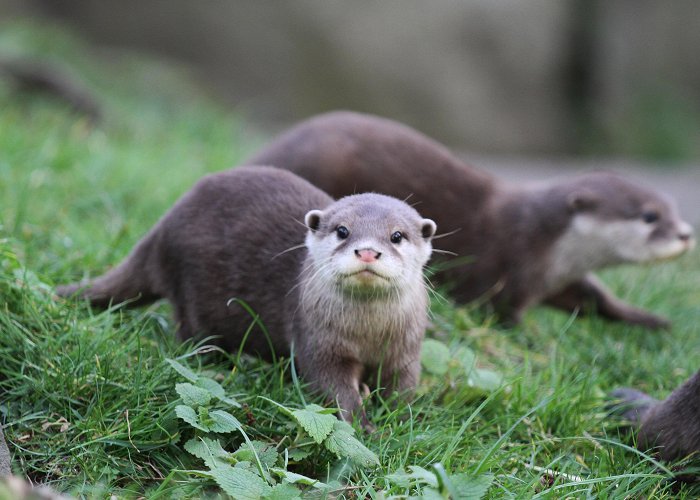 Edinburgh Zoo Quadpuplet otters named at Edinburgh Zoo | Edinburgh Zoo photo