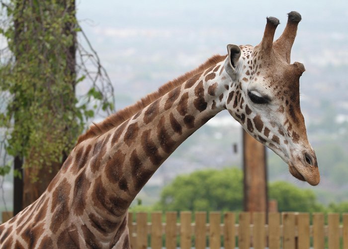 Edinburgh Zoo Visiting Edinburgh Zoo this summer | Edinburgh Zoo photo