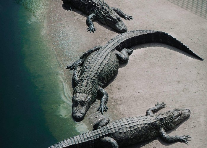 Crocodile Park ⊛ Crocodile Park Torremolinos - Vacation Marbella photo