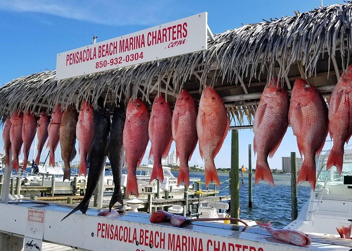 Jolly Sailing Total Package Deep Sea Fishing Pensacola Beach Marina Fishing Charters photo