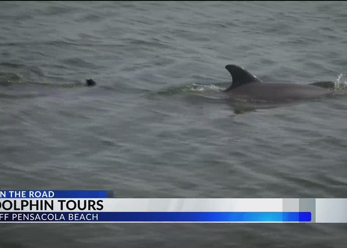 Jolly Sailing Drexel on the Road: Dolphin Tours – WKRG News 5 photo