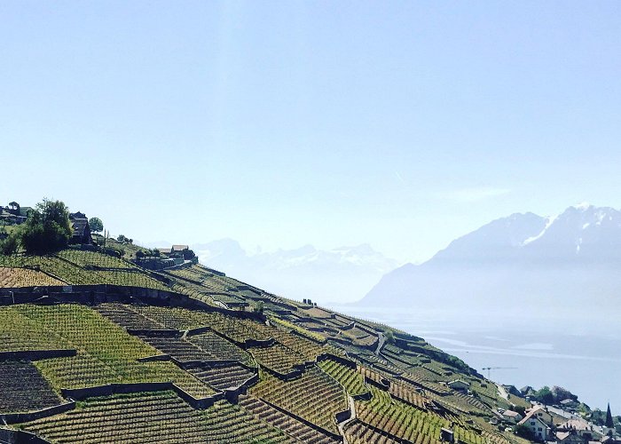 Lavaux Vineyard Terraces Review: L'Auberge du Raisin, Cully – Anna Eats (&) Travels photo