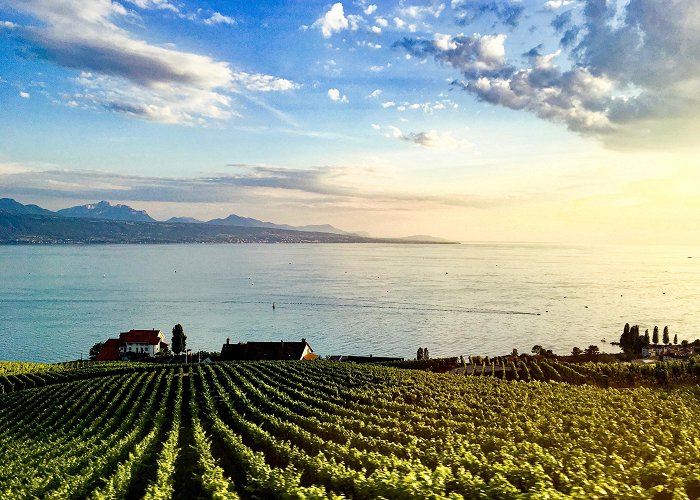 Lavaux Vineyard Terraces Visit Cully: 2024 Travel Guide for Cully, Bourg-en-Lavaux | Expedia photo