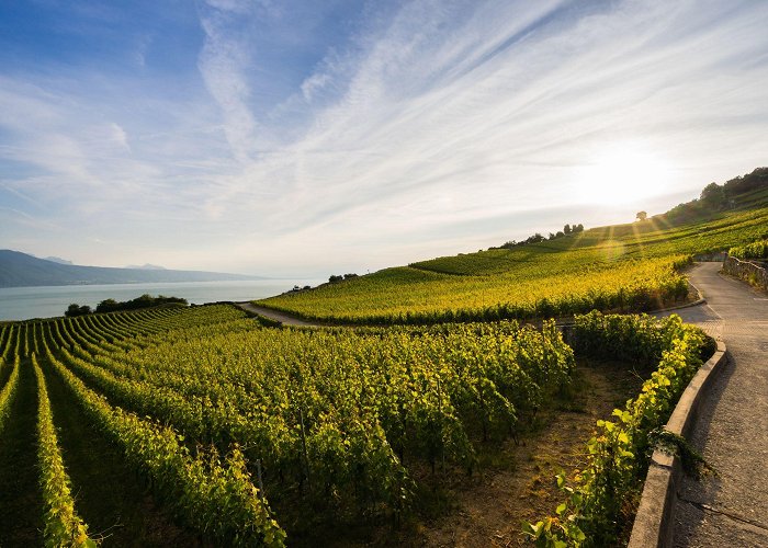 Lavaux Vineyard Terraces The Lavaux vineyard, from Grandvaux to Cully – Lausanne Tourisme ... photo