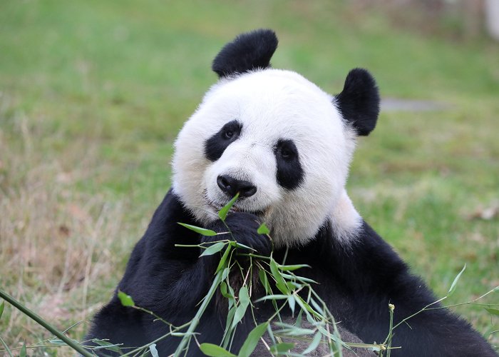 Edinburgh Zoo Edinburgh Zoo's giant pandas to return home in early December ... photo