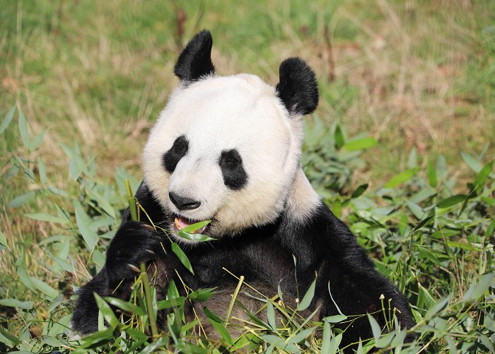 Edinburgh Zoo Giant farewell plans for panda pair at Edinburgh Zoo | Edinburgh Zoo photo