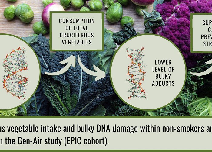 ICO Catalan Institute of Oncology Nutrients | Free Full-Text | Cruciferous Vegetable Intake and ... photo