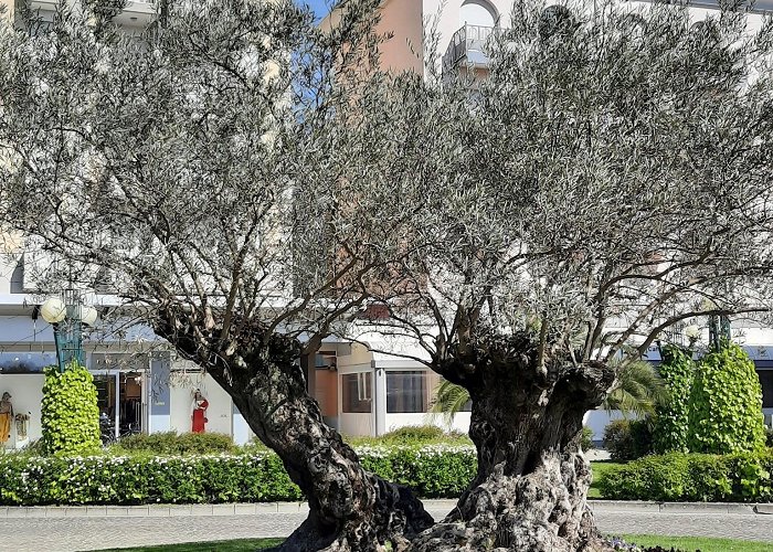 Bibione photo