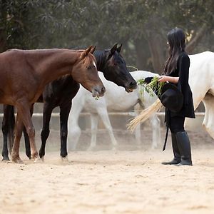 1-Br Next Saqqara Pyramids Horse-Riding Hotel Cairo Exterior photo