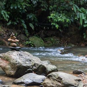 Rain Forest Guest House Bukit Lawang Exterior photo